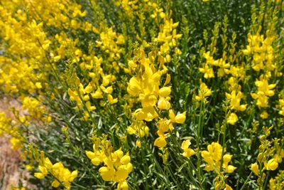 DSC_7315 (Large).JPG